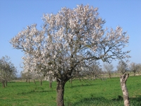 Mandelblüte - Frühjahr auf Mallorca